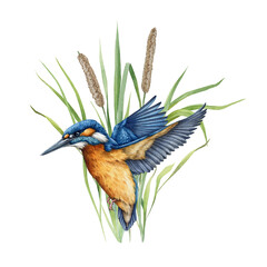 Flying kingfisher bird watercolor illustration. Common kingfisher in flight against the backdrop of river grass. Wildlife nature scene of flying bright bird on a isolated on white background