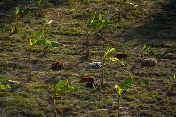 Vegetable plots, agricultural fields on the mountain