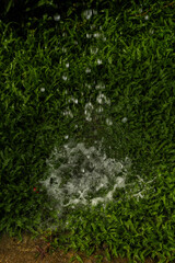 The watering of the lush green grass