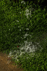 The watering of the lush green grass