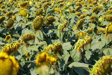 Sunflowers in a beautiful sunflower field