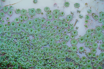 Lots of lotus flowers in the pond