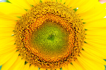 Sunflowers in a beautiful sunflower field