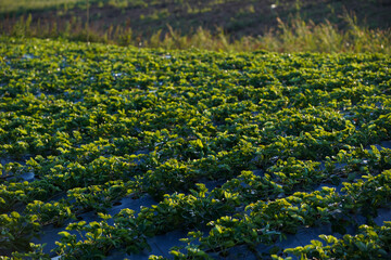 Vegetable garden growing cauliflower pattern
