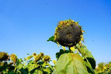 Sunflowers in a beautiful sunflower field