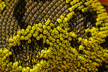 Sunflowers in a beautiful sunflower field
