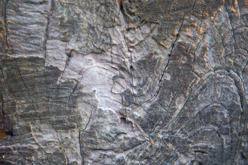 Macro image of close-up wood grain for the background.