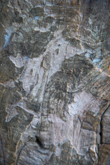 Macro image of close-up wood grain for the background.