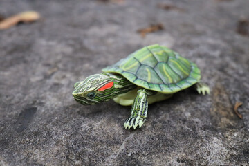 a Green Turtle on a Textured Rock Surface