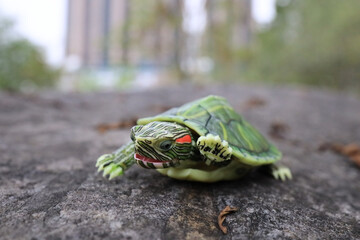 a Green Turtle on a Textured Rock Surface