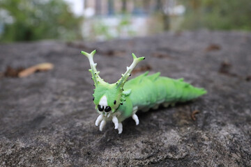 Insect Like Figurine Displayed on Outdoor Rock Surface