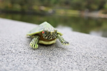 Green Turtle on Concrete by a Tranquil Pond