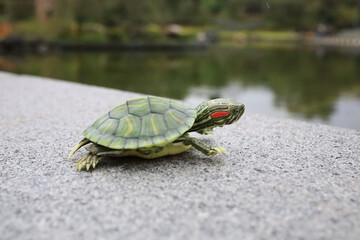 Green Turtle on Concrete by a Tranquil Pond