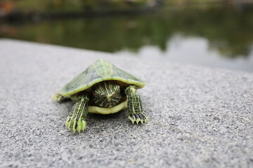 Green Turtle on Concrete by a Tranquil Pond