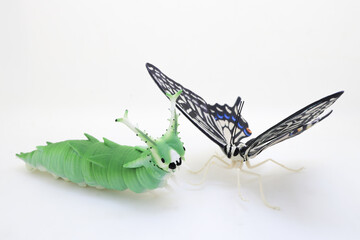 Close Up of Green Caterpillar and Colorful Butterfly