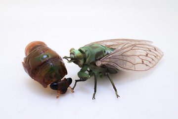 Cicada Emerging from Molt on Plain White Background