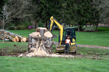 Small excavator with jawbone bucket moving cottonwood tree logs as tree is being cut down to remove...