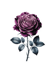 Rose Vector Illustration