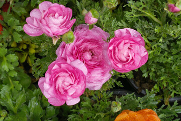 Beautiful Pink ranunculus flower growing in an outdoor flower garden. ranunculus flower closeup, Pink blooming flower, Closeup shot of a beautiful blossoming ranunculus in field