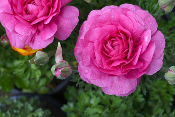 Beautiful Pink ranunculus flower growing in an outdoor flower garden. ranunculus flower closeup, Pink blooming flower, Closeup shot of a beautiful blossoming ranunculus in field