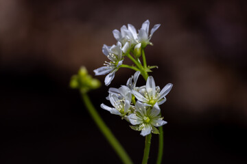 Delicate white flower blossoms and long stems on a potted Venus flytrap plant, with dark defocused background