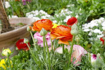 Beautiful Orange ranunculus flower growing in an outdoor flower garden. ranunculus flower closeup,...