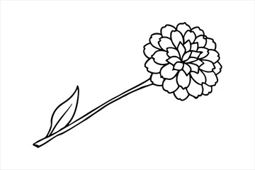 Line art marigold with the stem wrapping around itself