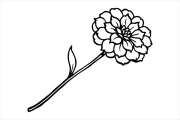 Line art marigold with the stem wrapping around itself