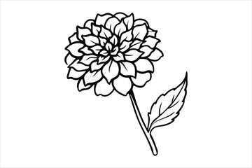 Line art marigold with the stem wrapping around itself