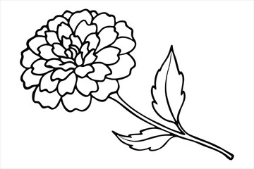 Line art marigold with the stem wrapping around itself
