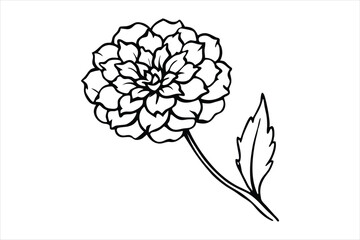 Line art marigold with the stem wrapping around itself