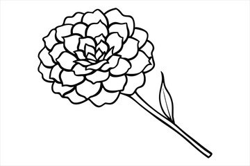 Line art marigold with the stem wrapping around itself