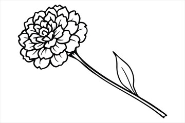 Line art marigold with the stem wrapping around itself