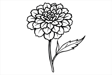 Line art marigold with the stem wrapping around itself