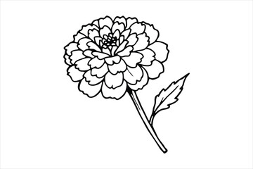 Line art marigold with the stem wrapping around itself