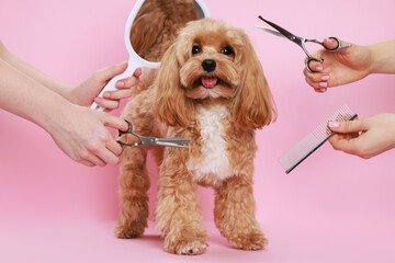 Women with grooming tools and cute dog on pink background, closeup
