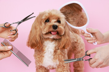 Women with grooming tools and cute dog on pink background, closeup