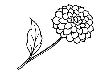 Line art marigold with the stem wrapping around itself