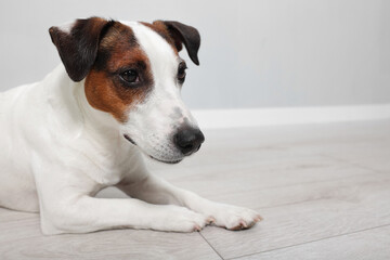 Cute Jack Russell Terrier dog lying on floor near grey wall. Space for text