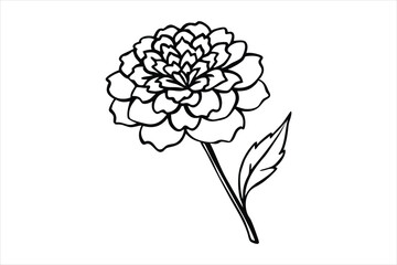 Line art marigold with the stem wrapping around itself