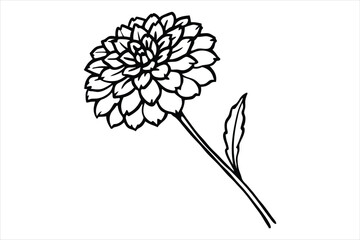 Line art marigold with the stem wrapping around itself