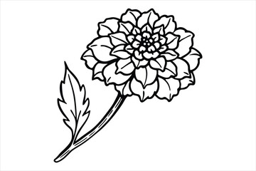 Line art marigold with the stem wrapping around itself