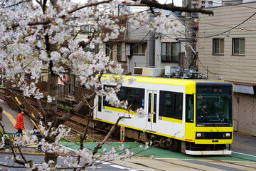 咲き始めた桜と都電