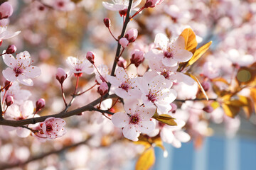 Beautiful blossoming cherry plum tree with pink flowers outdoors, closeup