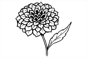 Line art marigold with the stem wrapping around itself