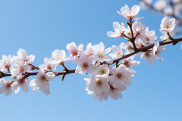 branch with white flowers against a blue sky