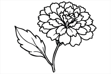 Line art marigold with the stem wrapping around itself