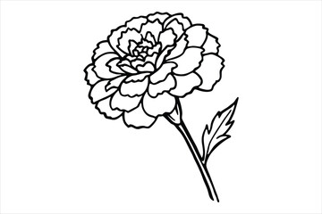 Line art marigold with the stem wrapping around itself