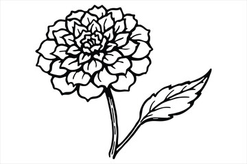 Line art marigold with the stem wrapping around itself