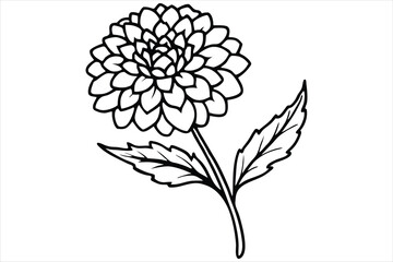 Line art marigold with the stem wrapping around itself